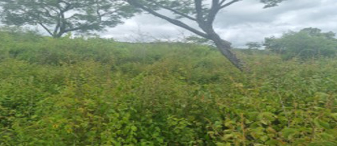 Los Mangos, Tegucigalpa